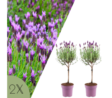 Set van 2 Franse lavendel op stam ‘Anouk’ in paarse potten voor terras of balkon.