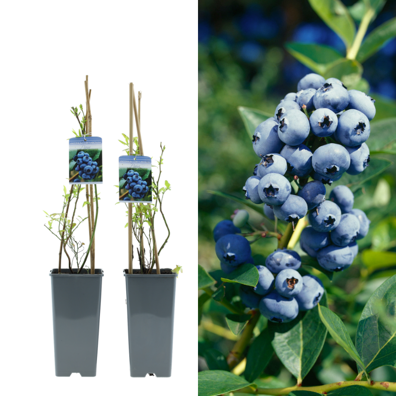 Set van 2 Gardenzo blauwe bessen planten Vaccinium corymbosum in pot