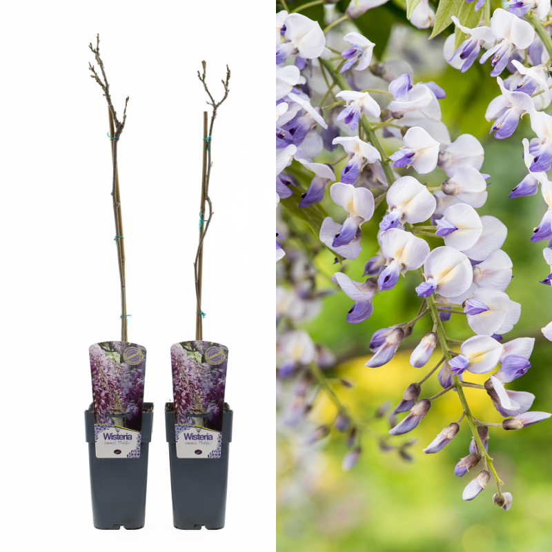 Wisteria sinensis ‘Prolific’ planten in pot met voorbeeld van bloeiende blauwe regen