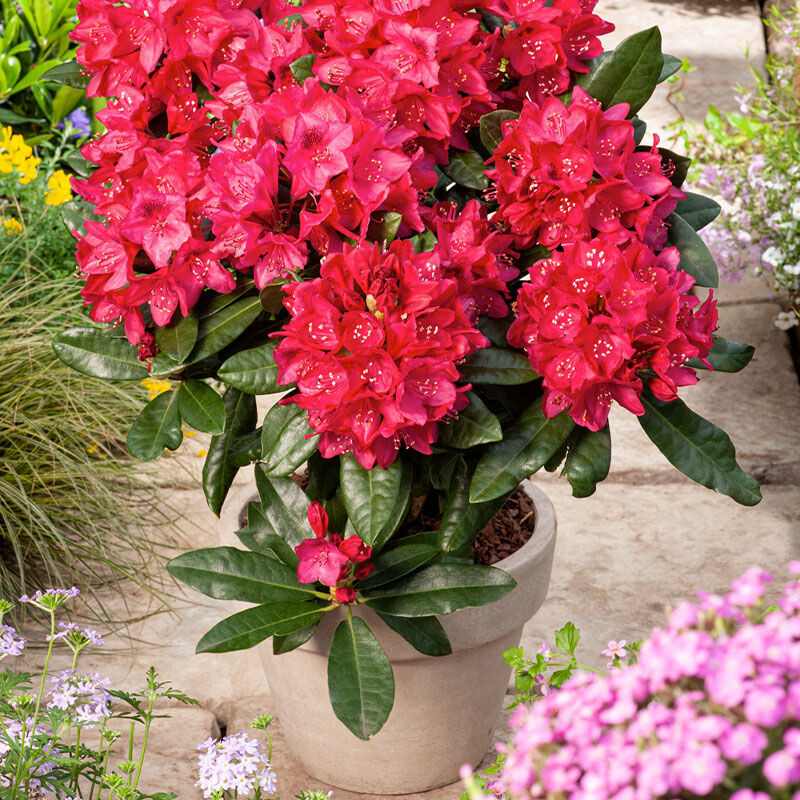 De set van 3 Gardenzo Rhododendron.