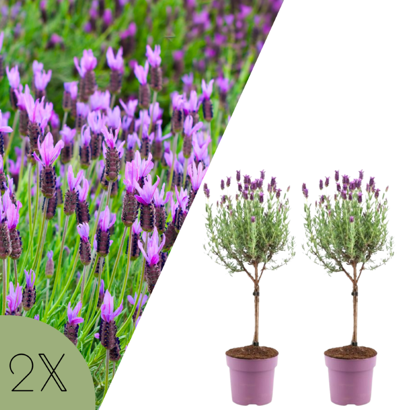 Set van 2 Franse lavendel op stam ‘Anouk’ in paarse potten voor terras of balkon.