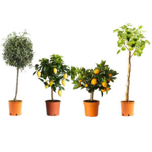 Set van 4 of 8 Mediterrane Planten