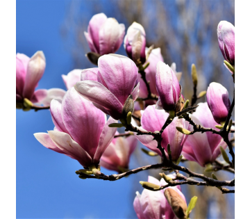 De Magnolia Susan heeft een roze basis een loopt uit naar een witte kleur. 
