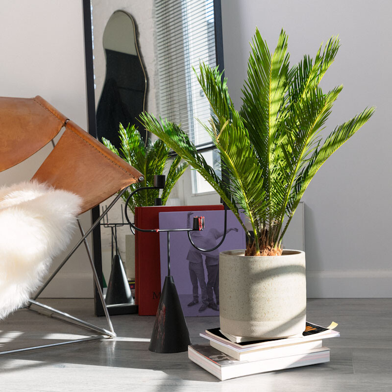Japanse Cycas in een stijlvolle woonruimte, geplaatst in een betonnen pot naast designmeubels.