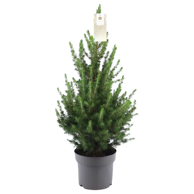 Klein tafelkerstboompje Picea glauca Conica ‘December’® in zwarte pot, hoogte circa 60 cm.
