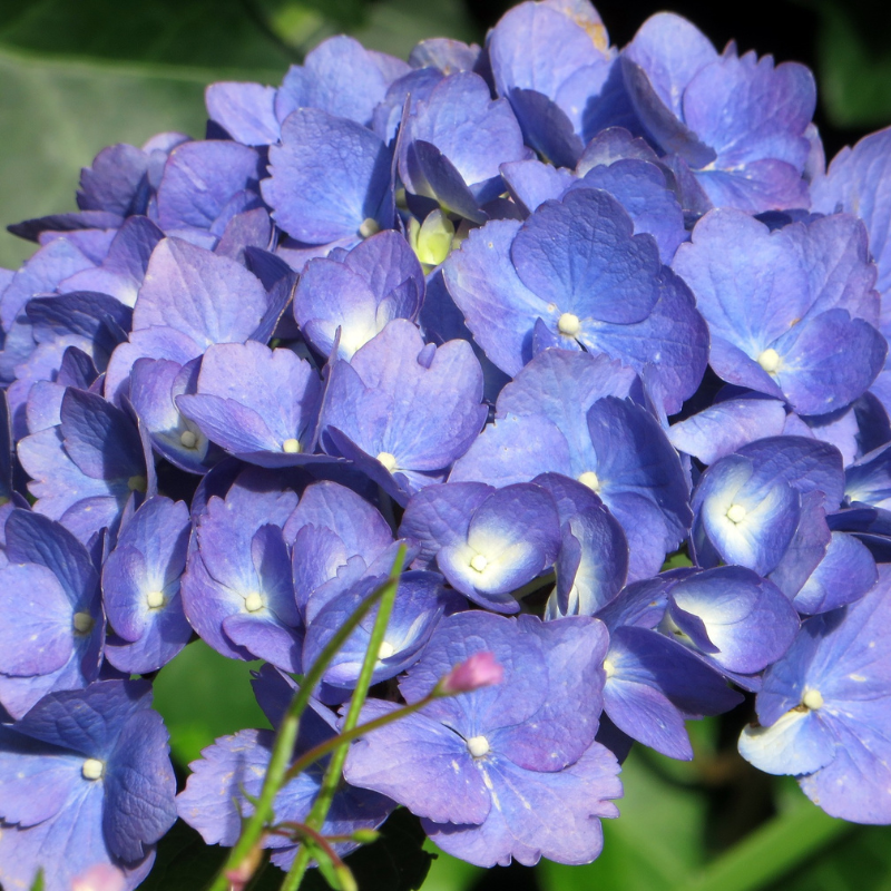 De blauwe Hortensia's. 