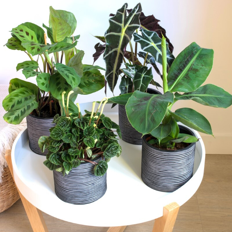 Set van vier kamerplanten in zwart-wit sierpotten op een ronde witte tafel.