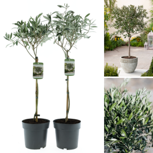 Set van 2 Gardenzo Olijfbomen in pot en sfeerbeeld