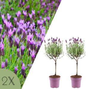 Set van 2 Franse lavendel op stam &lsquo;Anouk&rsquo; in paarse potten voor terras of balkon.